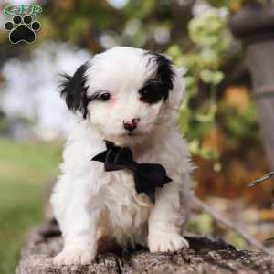 Dylan, Yorkie Poo Puppy